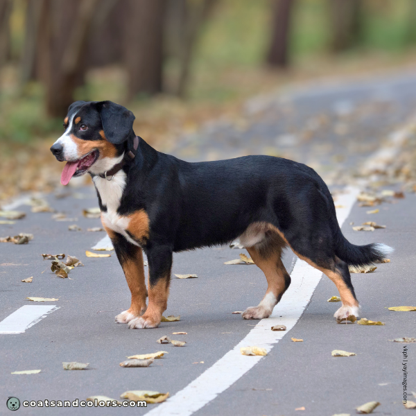 coatsandcolors.com Entlebucher Mountain Dog Entlebucher Sennenhund Colors base color black