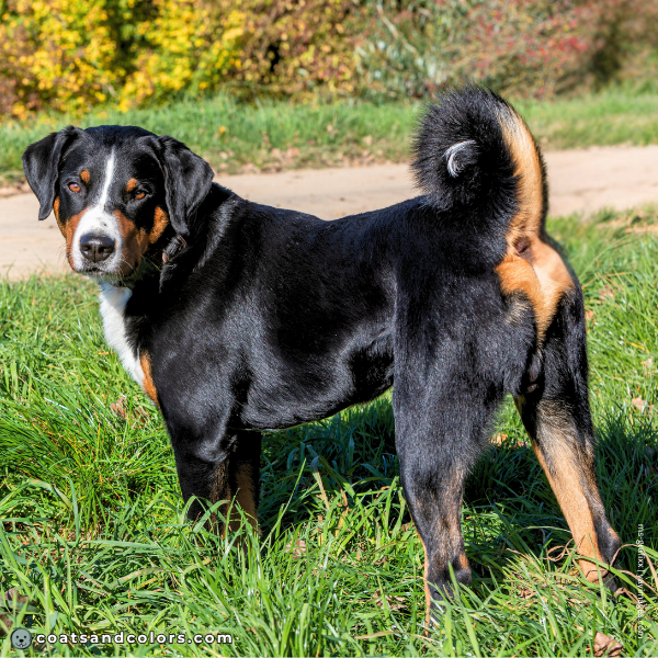 coatsandcolors.com Entlebucher Mountain Dog Entlebucher Sennenhund Colors base pattern tan point