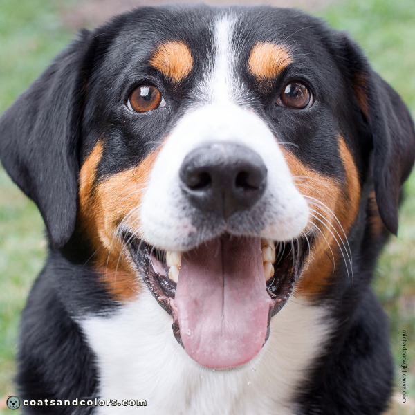 coatsandcolors.com Entlebucher Mountain Dog Entlebucher Sennenhund Colors black nose 2