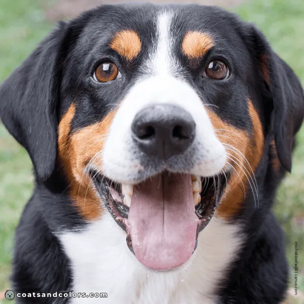 coatsandcolors.com Entlebucher Mountain Dog Entlebucher Sennenhund Colors black nose 2