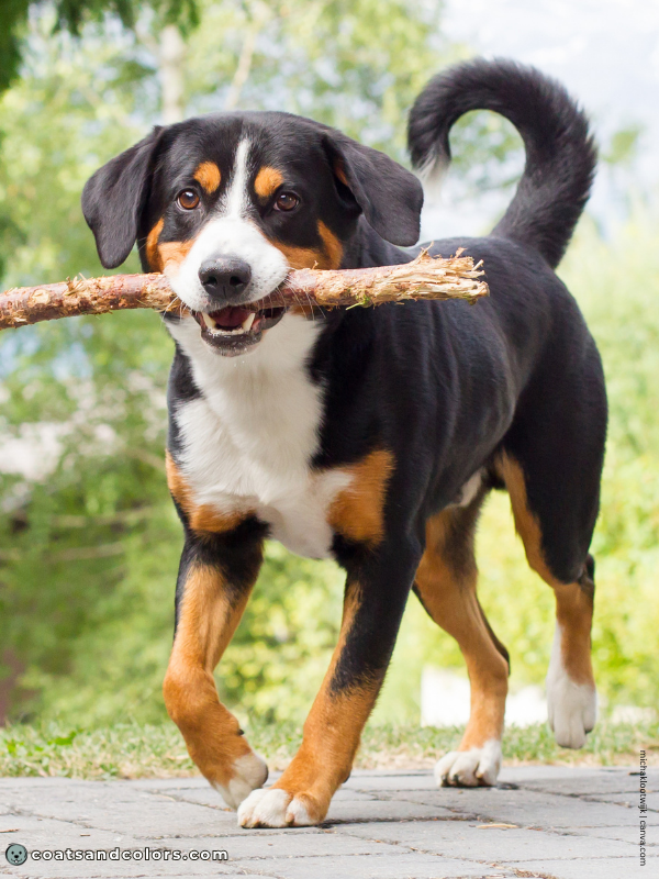 coatsandcolors.com Entlebucher Mountain Dog Entlebucher Sennenhund Colors black tri 1