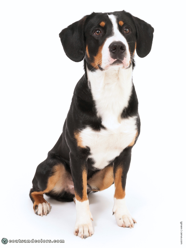 coatsandcolors.com Entlebucher Mountain Dog Entlebucher Sennenhund Colors black tri 2