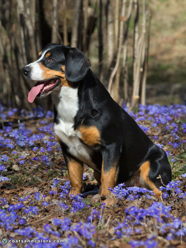 coatsandcolors.com Entlebucher Mountain Dog Entlebucher Sennenhund Colors black tri 3