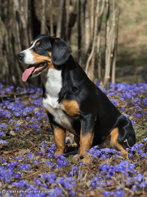 coatsandcolors.com Entlebucher Mountain Dog Entlebucher Sennenhund Colors black tri 3