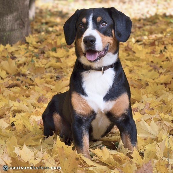 coatsandcolors.com Entlebucher Mountain Dog Entlebucher Sennenhund Colors black tri eye colors