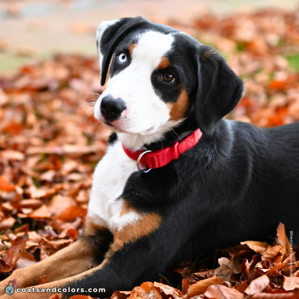 coatsandcolors.com Entlebucher Mountain Dog Entlebucher Sennenhund Colors blue eye puppy white over ear wide blaze
