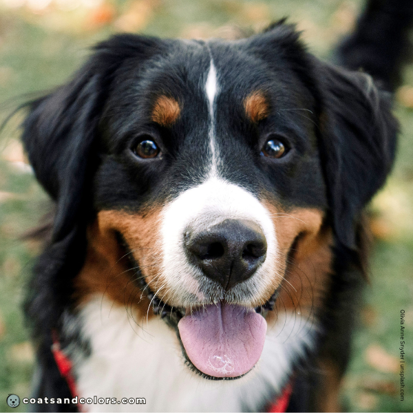 coatsandcolors.com Entlebucher Mountain Dog Entlebucher Sennenhund Colors coat type long