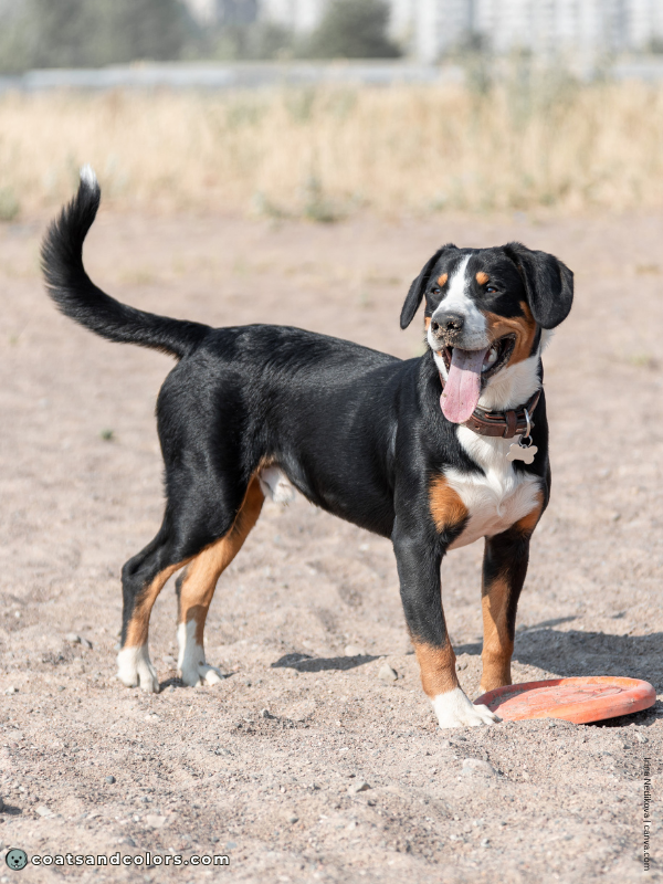 coatsandcolors.com Entlebucher Mountain Dog Entlebucher Sennenhund Colors coat type