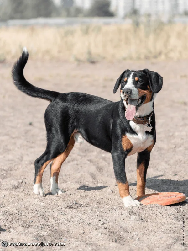 coatsandcolors.com Entlebucher Mountain Dog Entlebucher Sennenhund Colors coat type