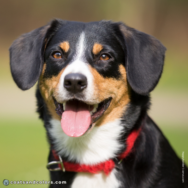 coatsandcolors.com Entlebucher Mountain Dog Entlebucher Sennenhund Colors intensity tan 2