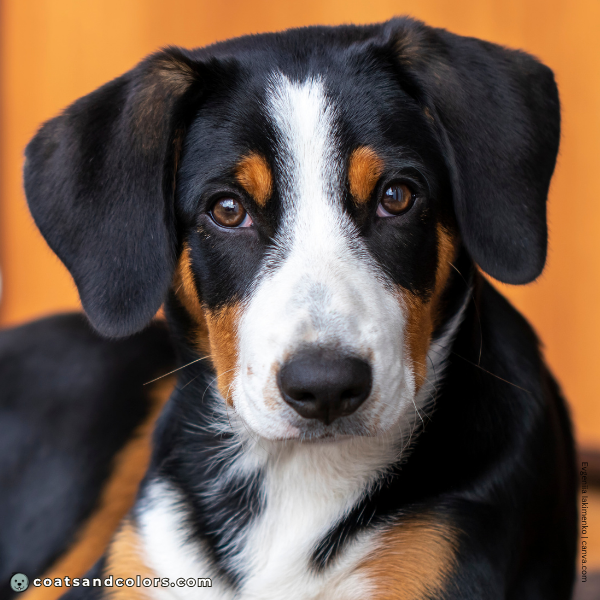 coatsandcolors.com Entlebucher Mountain Dog Entlebucher Sennenhund Colors intensity tan 3