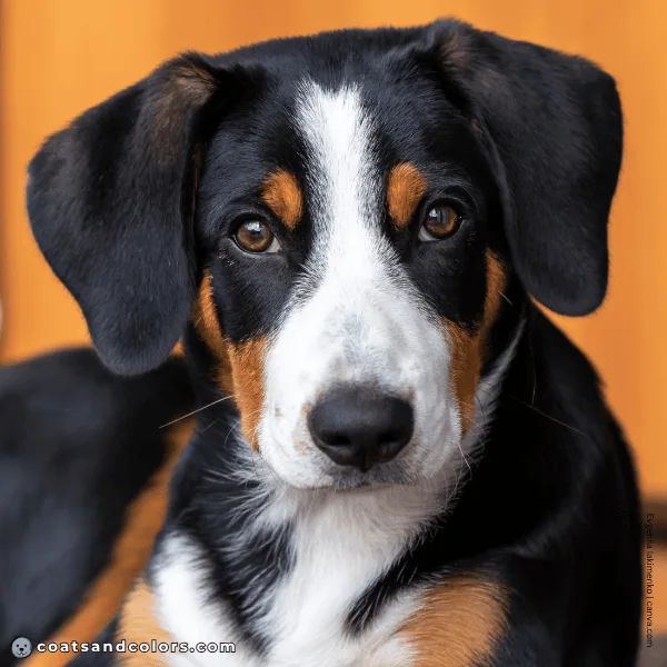 coatsandcolors.com Entlebucher Mountain Dog Entlebucher Sennenhund Colors intensity tan 3