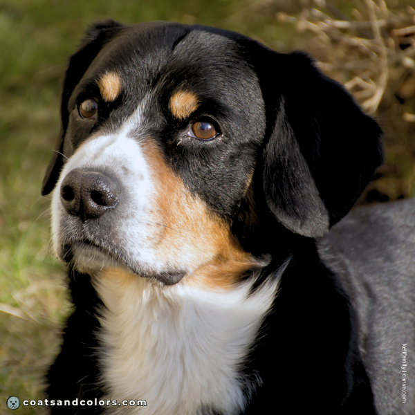 coatsandcolors.com Entlebucher Mountain Dog Entlebucher Sennenhund Colors intensity tan