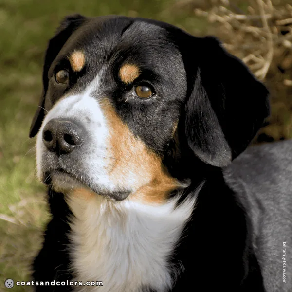 coatsandcolors.com Entlebucher Mountain Dog Entlebucher Sennenhund Colors intensity tan