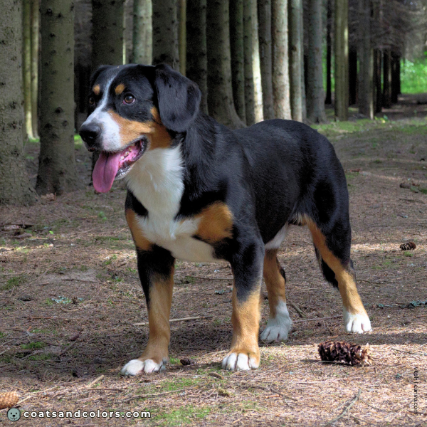 coatsandcolors.com Entlebucher Mountain Dog Entlebucher Sennenhund Colors white 3