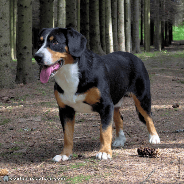 coatsandcolors.com Entlebucher Mountain Dog Entlebucher Sennenhund Colors white 3