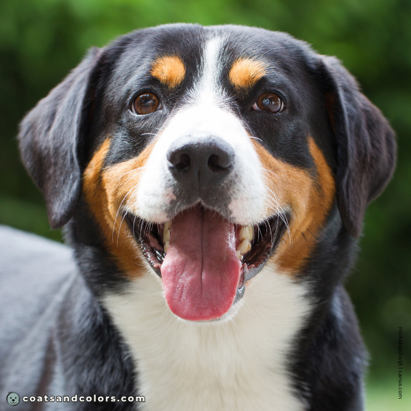 coatsandcolors.com Entlebucher Mountain Dog Entlebucher Sennenhund Colors white blaze