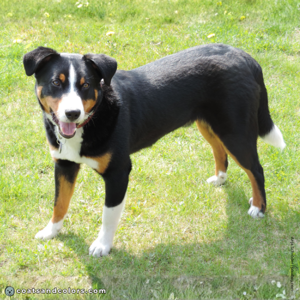 coatsandcolors.com Entlebucher Mountain Dog Entlebucher Sennenhund Colors white boots