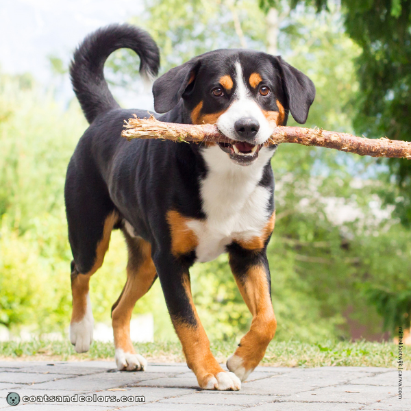 coatsandcolors.com Entlebucher Mountain Dog Entlebucher Sennenhund Colors white markings 1