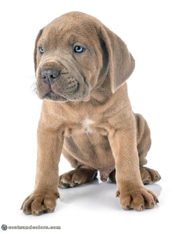 coatsandcolors.com Formentino Cane Corso puppy