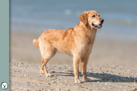 coatsandcolors.com Golden Retriever Colors 900x600 1