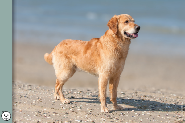 coatsandcolors.com Golden Retriever Colors 900x600 1