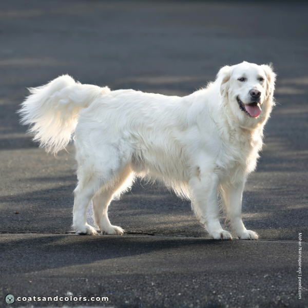 coatsandcolors.com Golden Retriever Colors English Cream