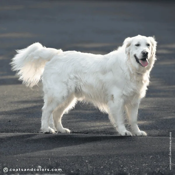 coatsandcolors.com Golden Retriever Colors English Cream