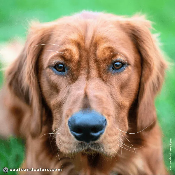 coatsandcolors.com Golden Retriever Colors dark brown eyes