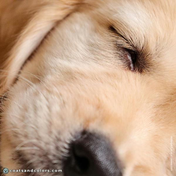 coatsandcolors.com Golden Retriever Colors eyelashes
