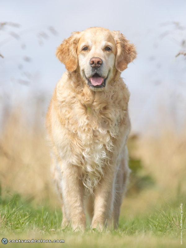 coatsandcolors.com Golden Retriever Colors golden 3