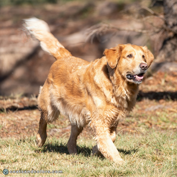 coatsandcolors.com Golden Retriever Colors intensity 2b