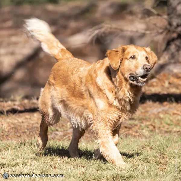coatsandcolors.com Golden Retriever Colors intensity 2b