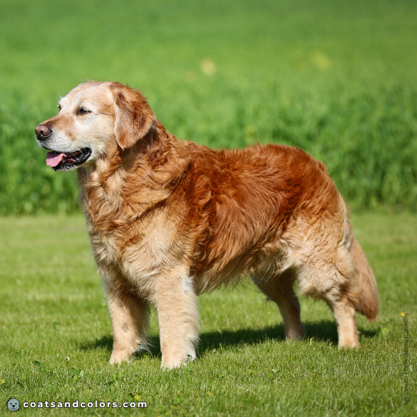 coatsandcolors.com Golden Retriever Colors intrenisty high