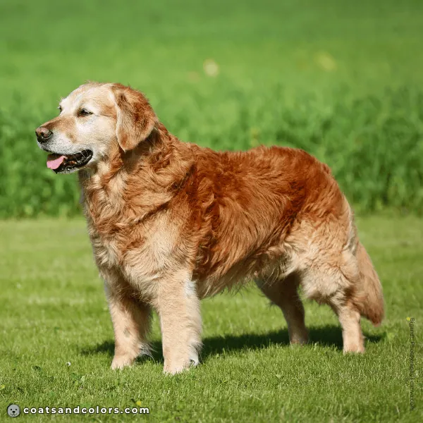 coatsandcolors.com Golden Retriever Colors intrenisty high