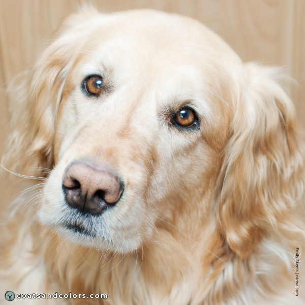 coatsandcolors.com Golden Retriever Colors lighter eyes