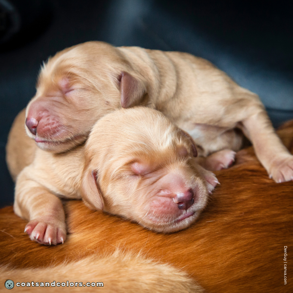 coatsandcolors.com Golden Retriever Colors low intensity young puppies