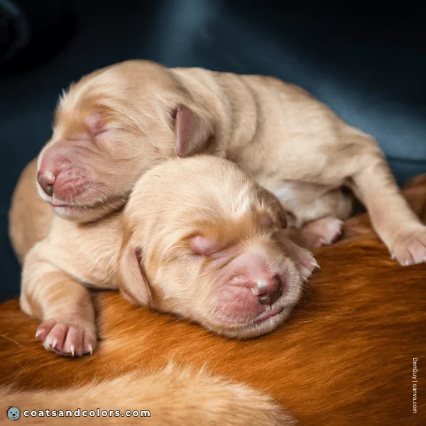 coatsandcolors.com Golden Retriever Colors low intensity young puppies