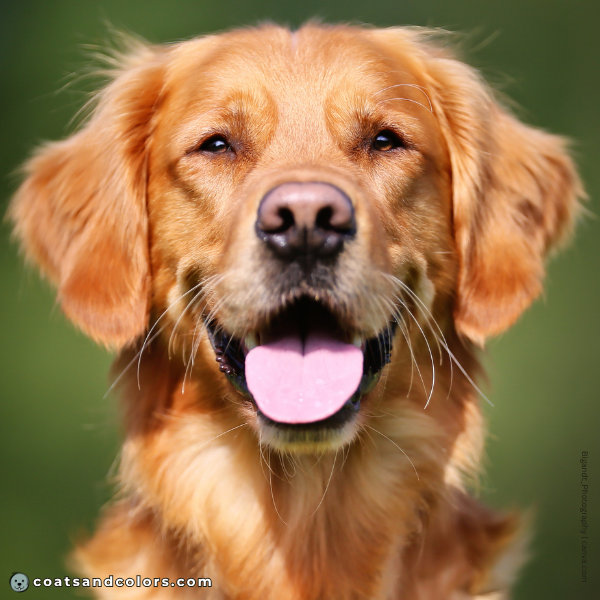 coatsandcolors.com Golden Retriever Colors pink nose