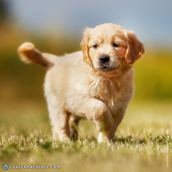 coatsandcolors.com Golden Retriever Colors puppy 1