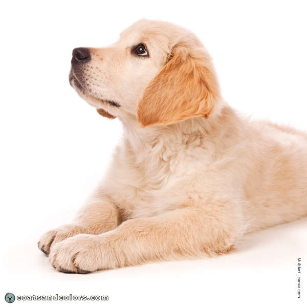 coatsandcolors.com Golden Retriever Colors puppy red ears