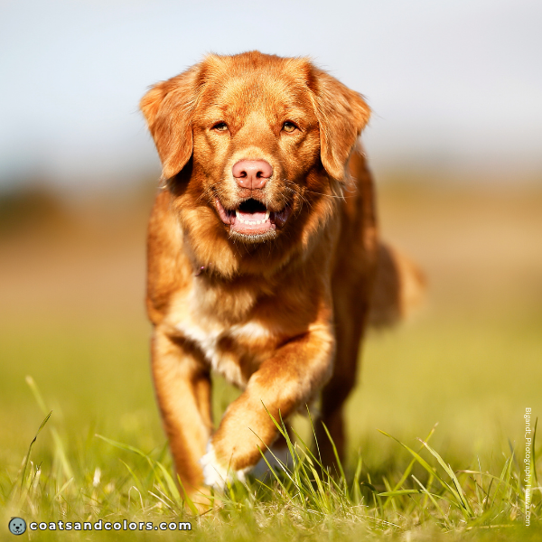 coatsandcolors.com Golden Retriever colors Duck Toller choco