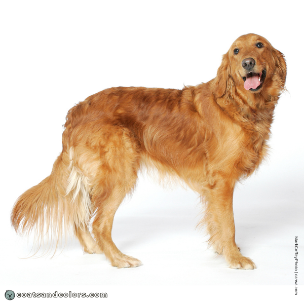 coatsandcolors.com Golden Retriever colors base pattern e e full