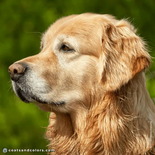 coatsandcolors.com Golden Retriever colors base pattern e e pale whiskers