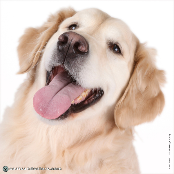 coatsandcolors.com Golden Retriever colors base pattern e enose