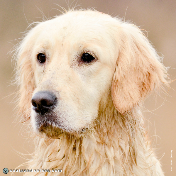coatsandcolors.com Golden Retriever colors black nose 2b
