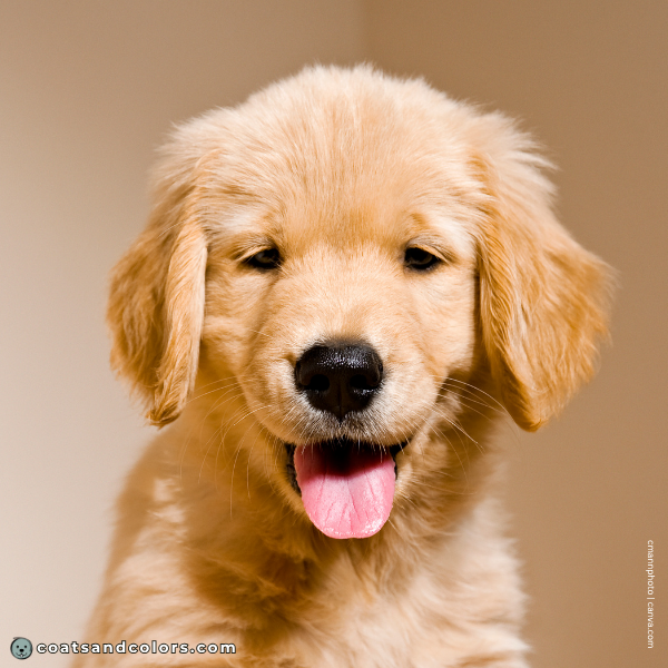 coatsandcolors.com Golden Retriever colors black nose puppy