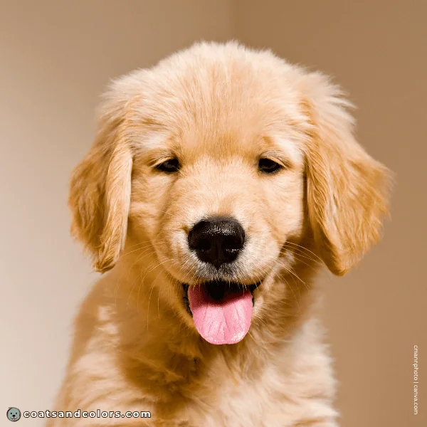 coatsandcolors.com Golden Retriever colors black nose puppy