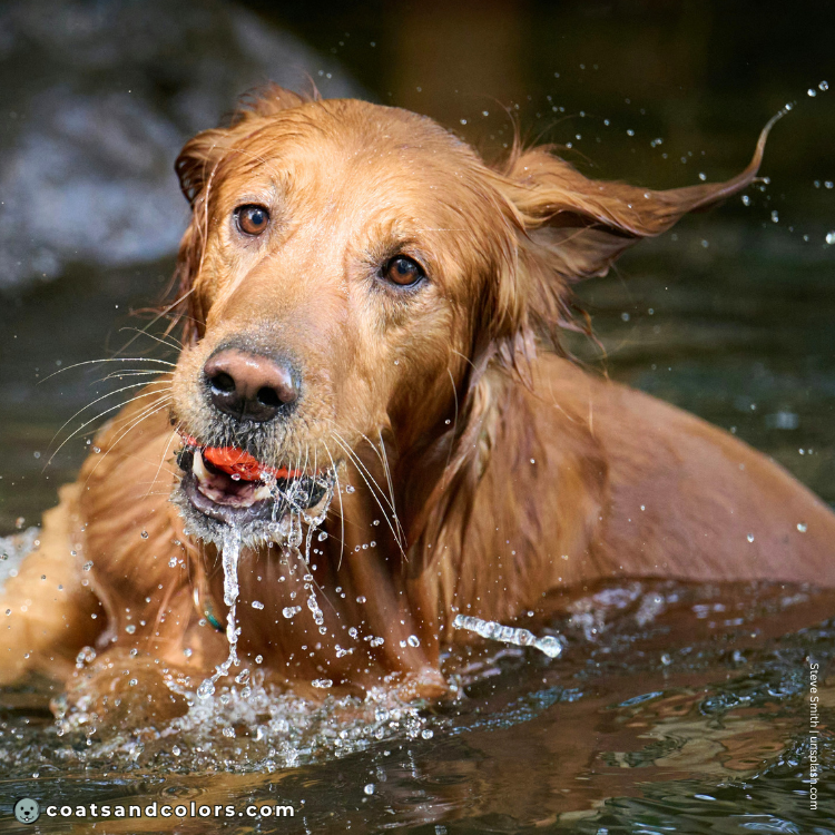 coatsandcolors.com Golden Retriever colors brown eyes 1