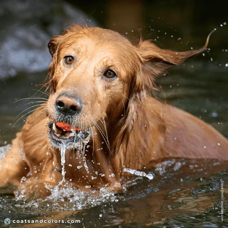 coatsandcolors.com Golden Retriever colors brown eyes 1